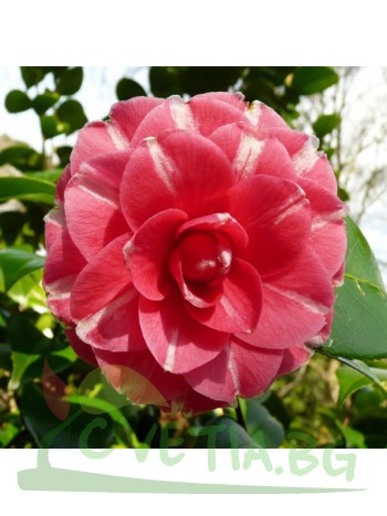 Камелия Camellia Rubens